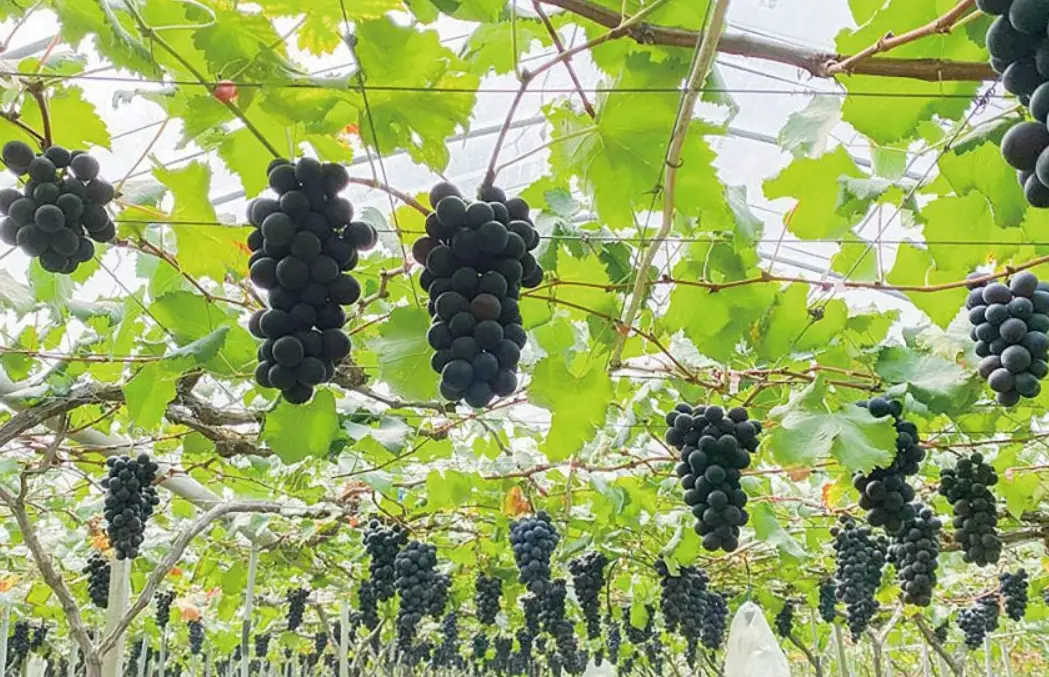 陽台種葡萄 陽台種葡萄