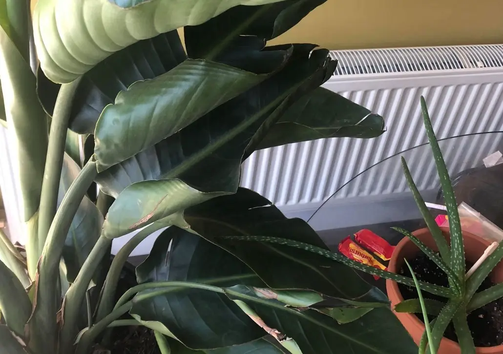 天堂鳥照顧方法