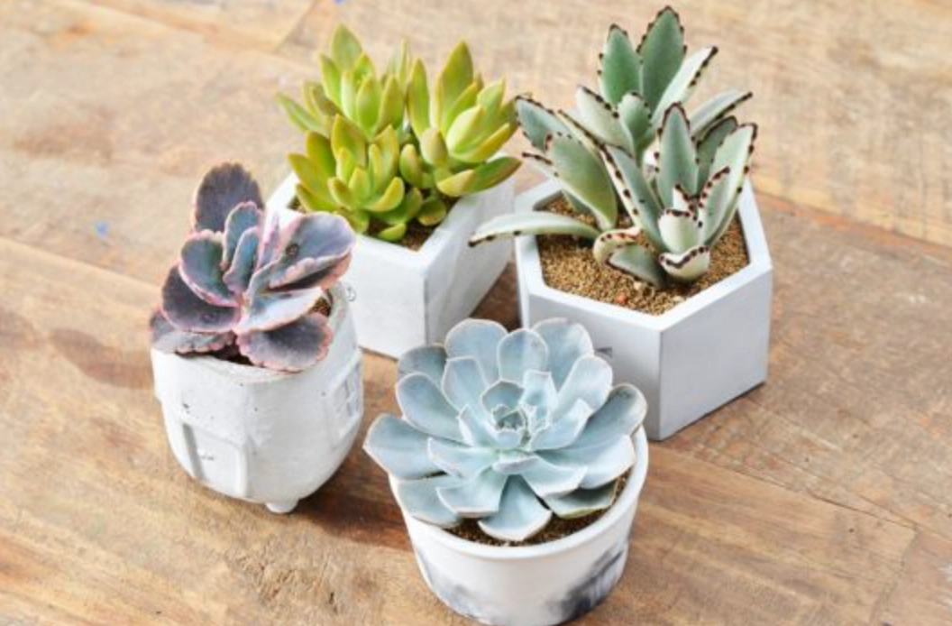 室內植物 推薦 室內植物 推薦