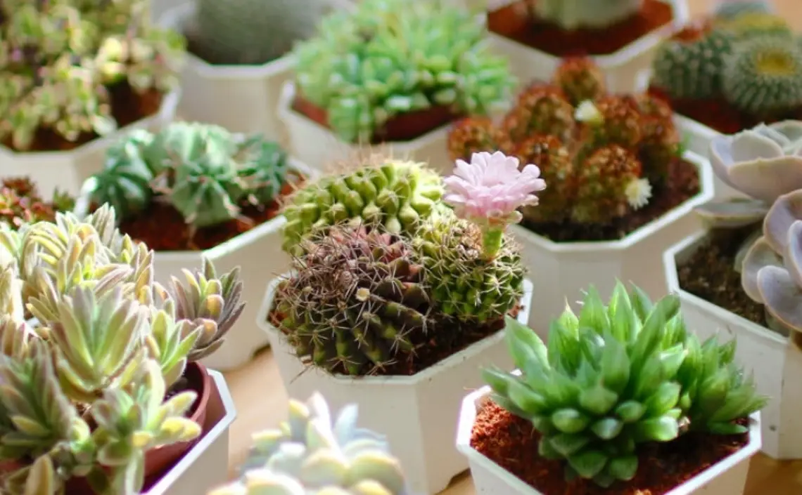 多肉植物 室內 多肉植物 室內