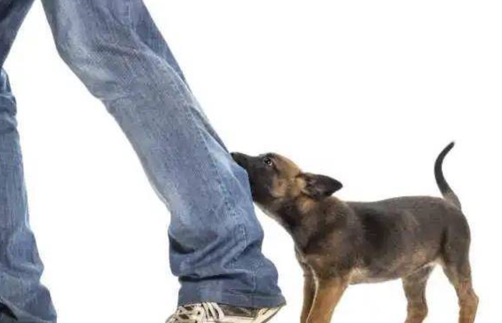 狗咬腳夢境意義