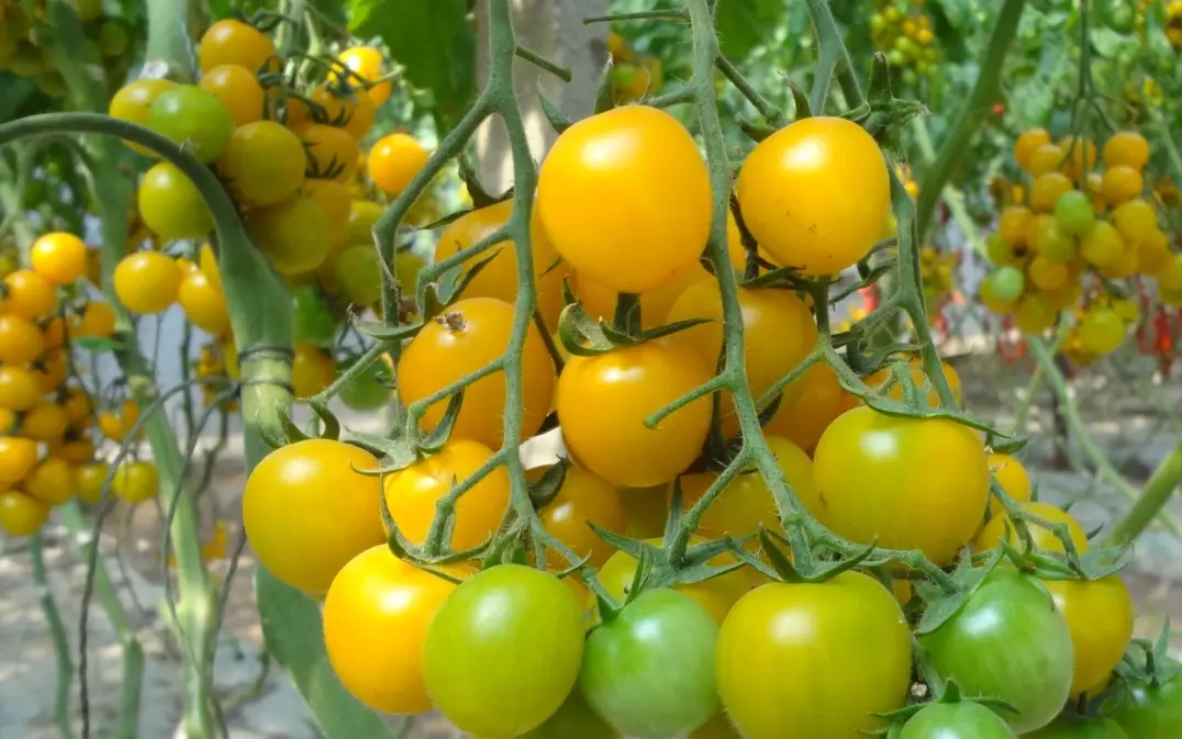耐熱番茄推薦 耐熱番茄推薦