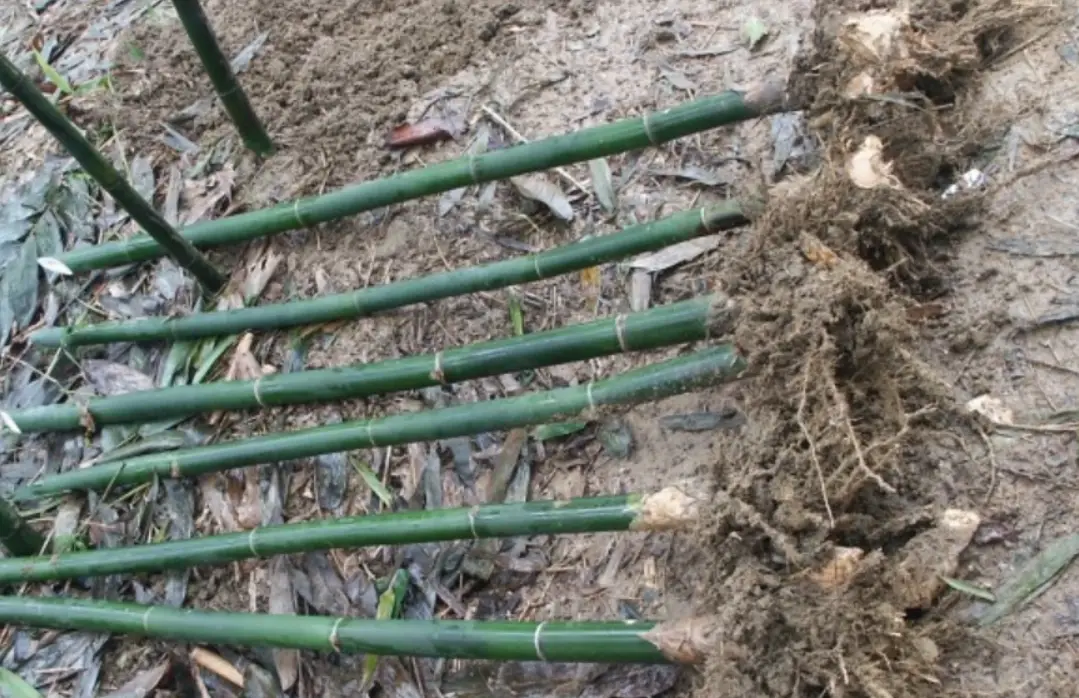 台灣種竹 台灣種竹