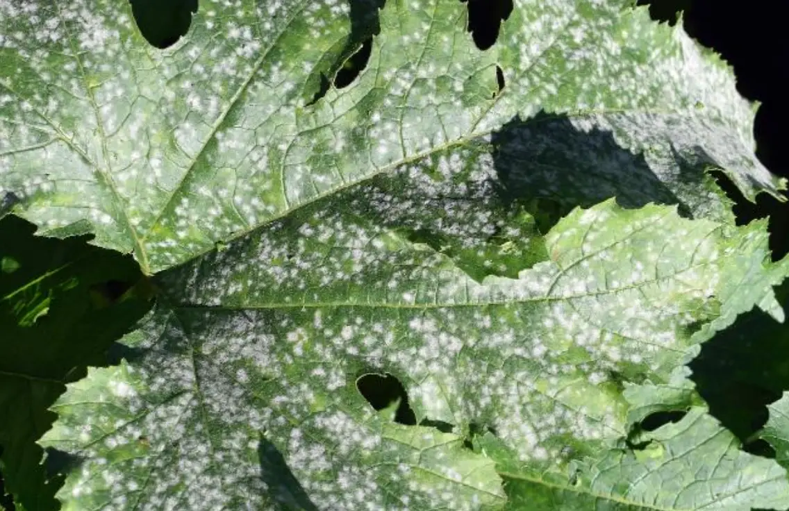 白粉病 小蘇打 水 比例