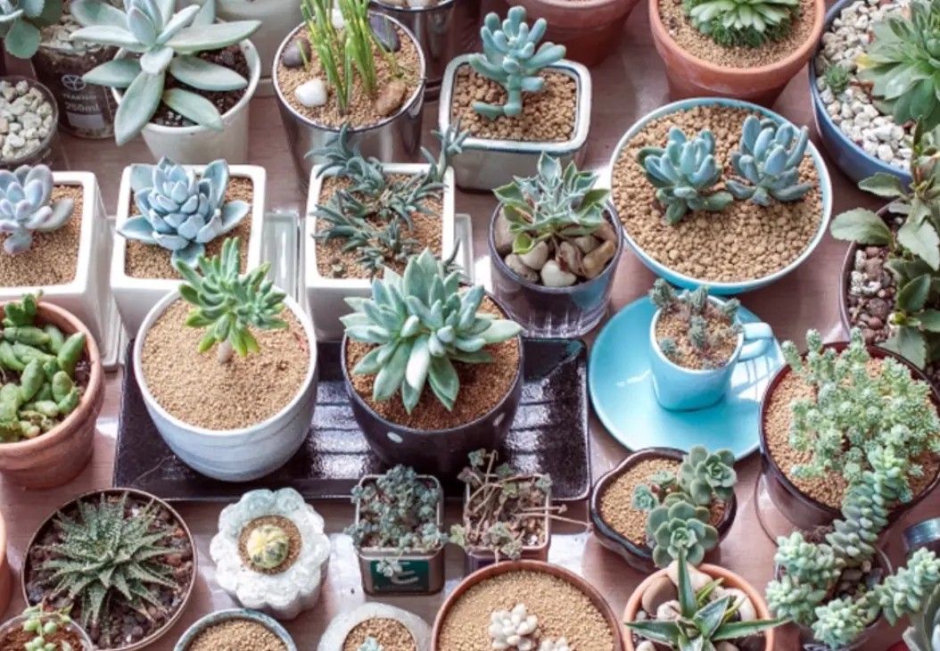 室內多肉植物養護全攻略：新手也能打造療癒綠洲