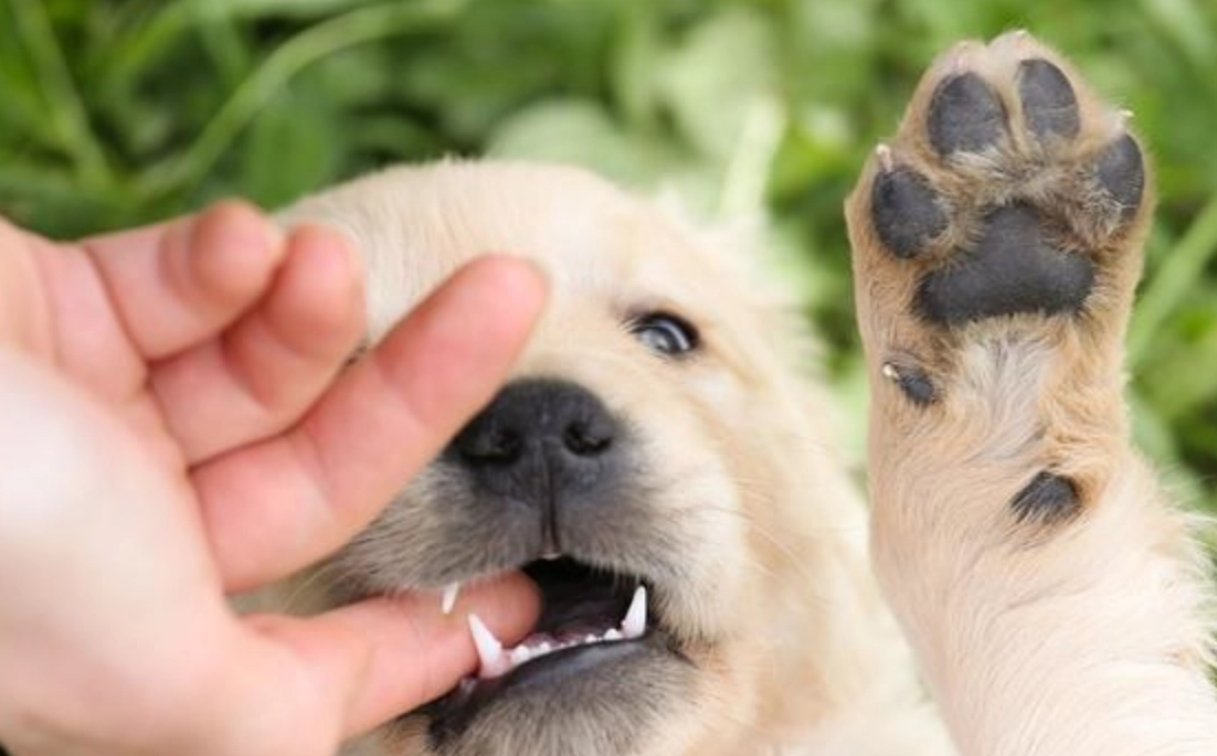 狗咬手梦的含义