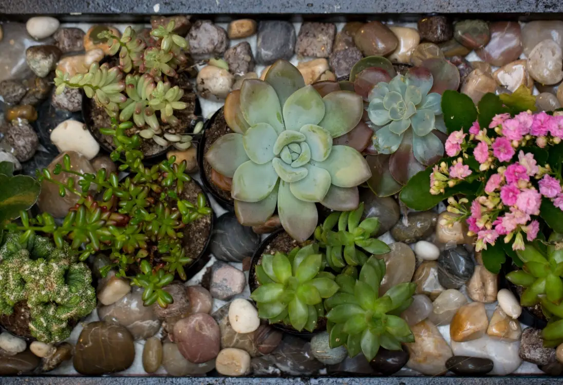 多肉植物 照顧 多肉植物 照顧
