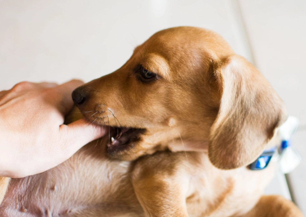 夢見被狗咬手流血 解夢 夢見被狗咬手流血 解夢