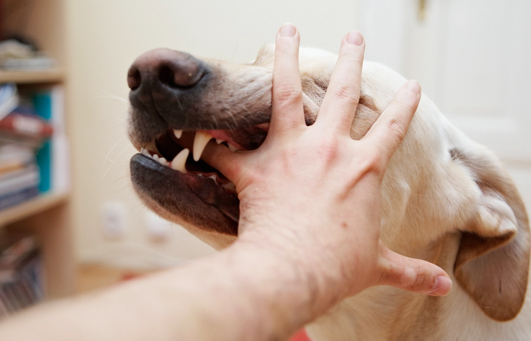夢見被狗咬手流血 解夢 夢見被狗咬手流血 解夢