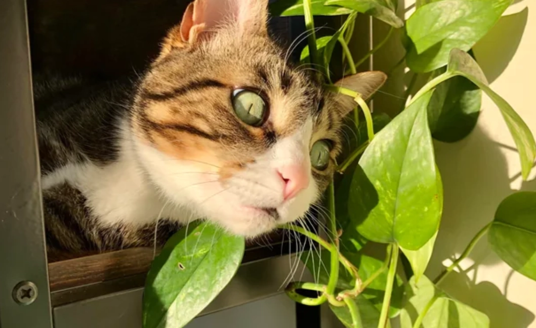 貓誤食植物處理 貓誤食植物處理