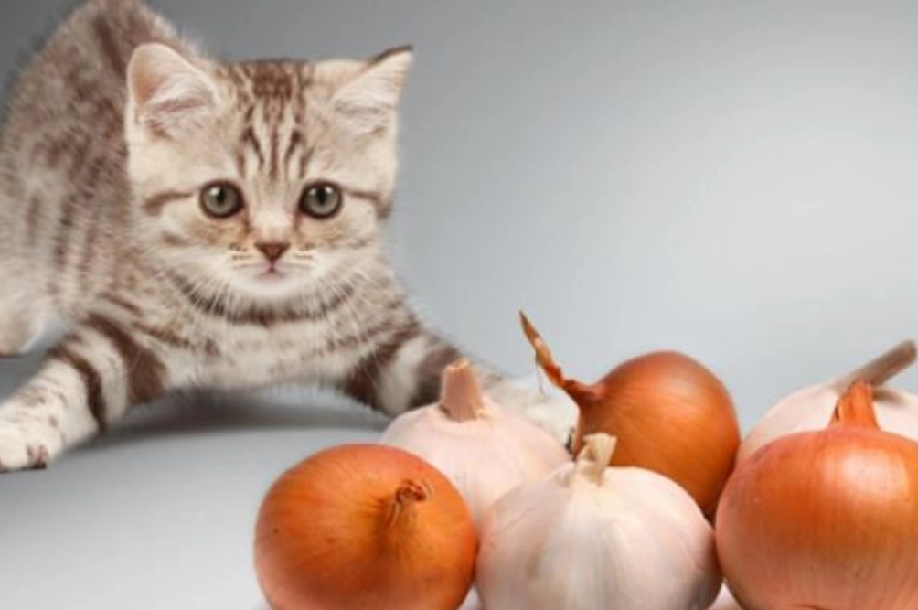 貓安全飲食 貓安全飲食