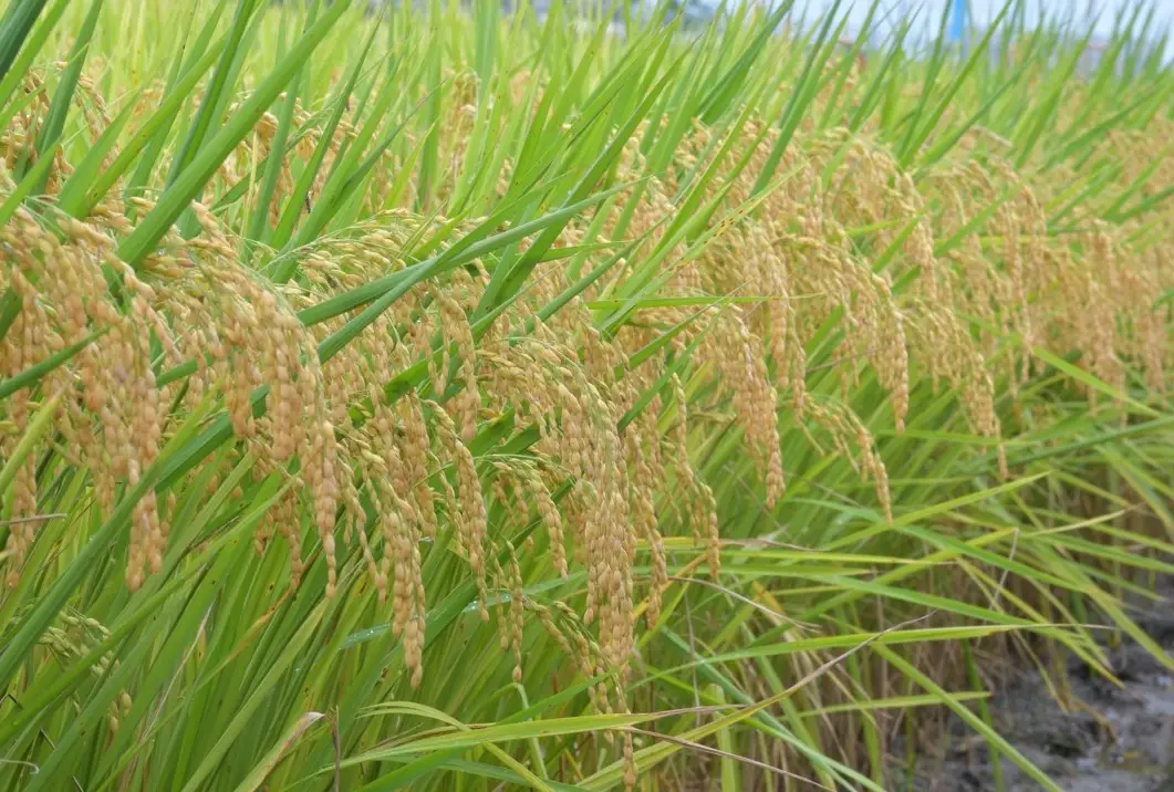 台南11號稻米 台南11號稻米