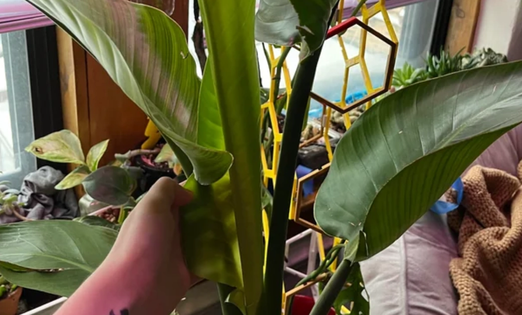 天堂鳥捲葉原因