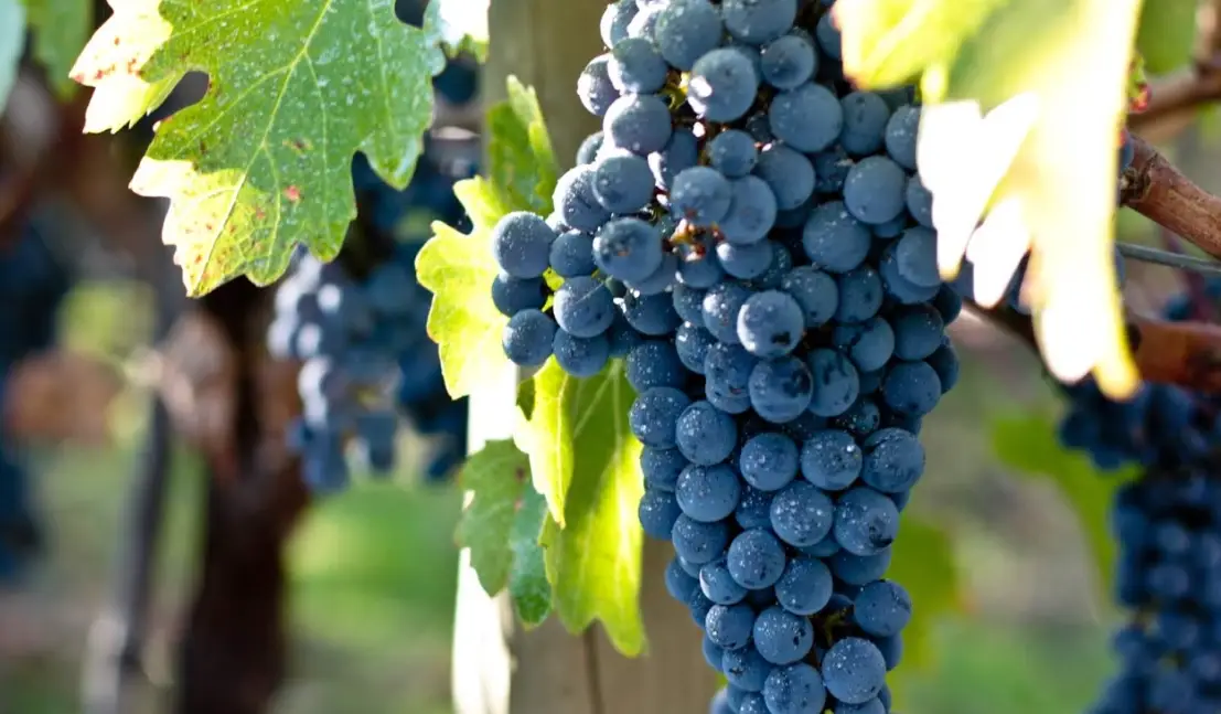 葡萄種植方法 葡萄種植方法