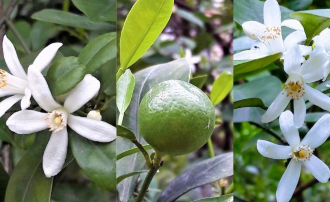 如何讓金桔開花結果：完整指南與常見錯誤解析