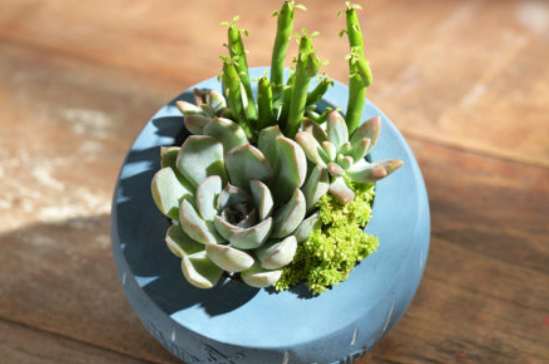 多肉植物 室內 多肉植物 室內