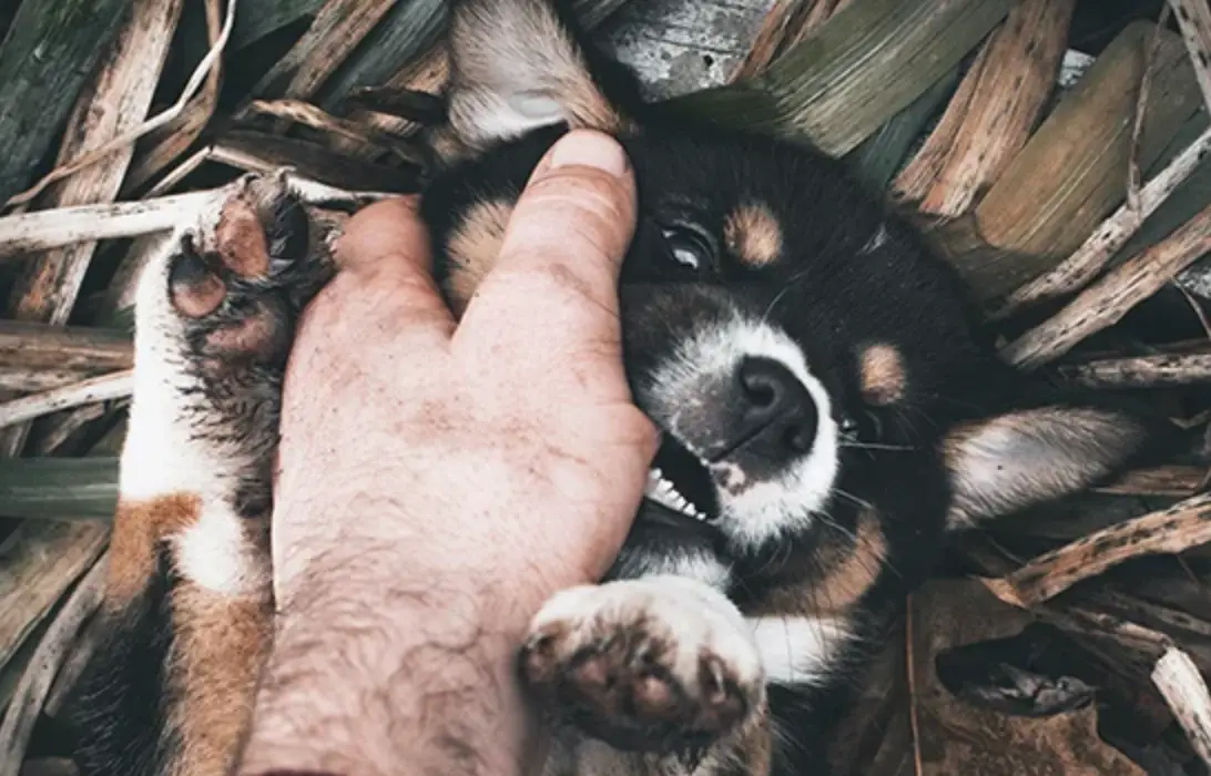 夢見被狗咬手流血？解夢師教你破解5大關鍵象徵與3步驟應對法