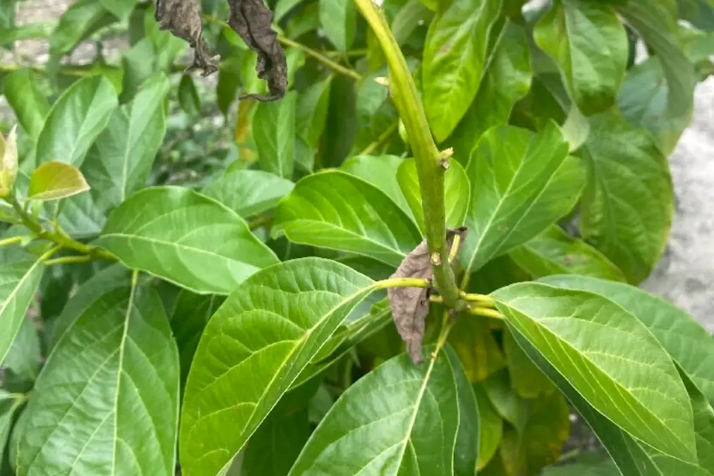 酪梨摘心完整指南：時機、步驟、錯誤避免與專家心得