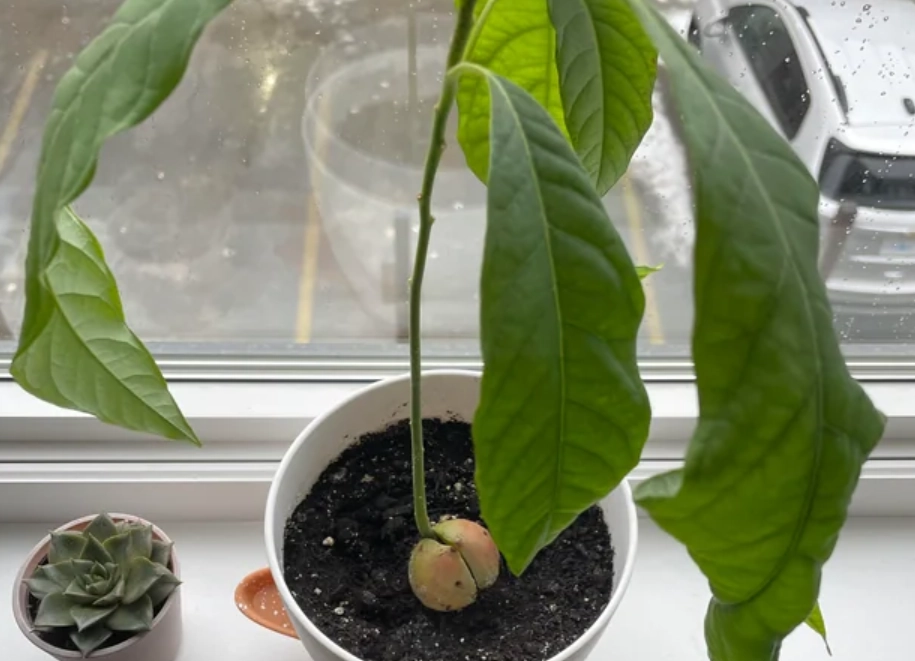 酪梨 葉子 捲曲