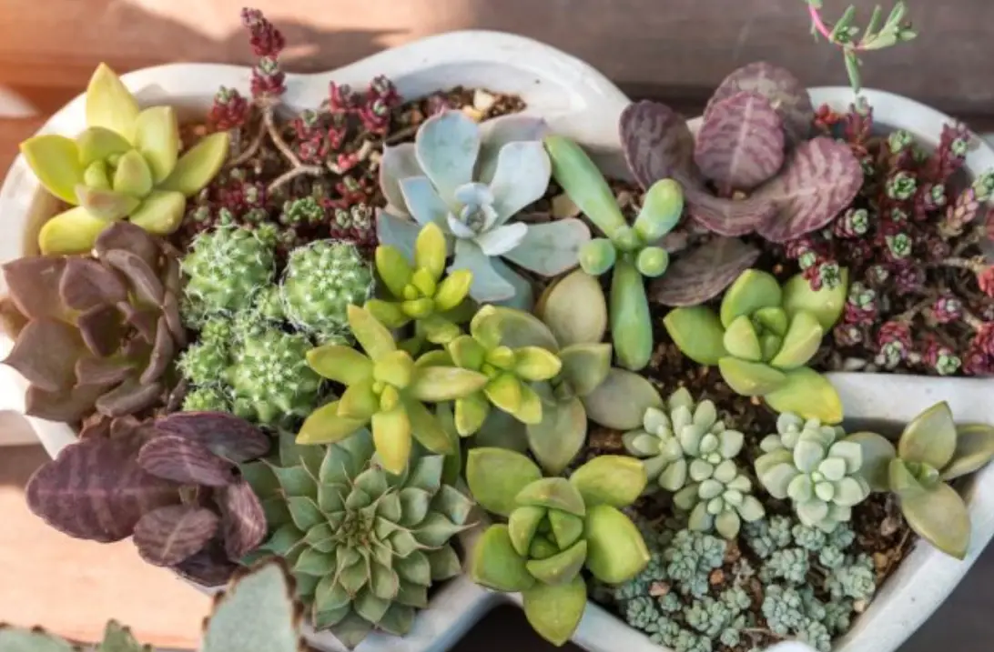 室內植物 推薦 室內植物 推薦