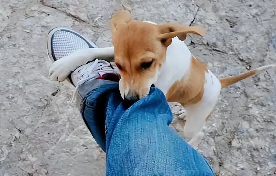 夢到被狗咬腳解夢全攻略：意義解析與心理應對指南