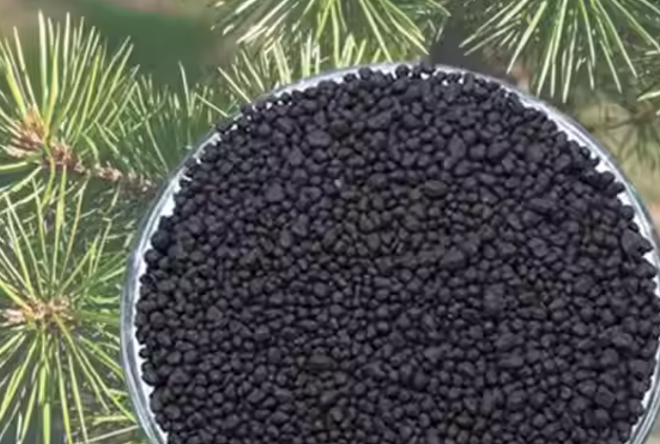 黑松養護 黑松養護