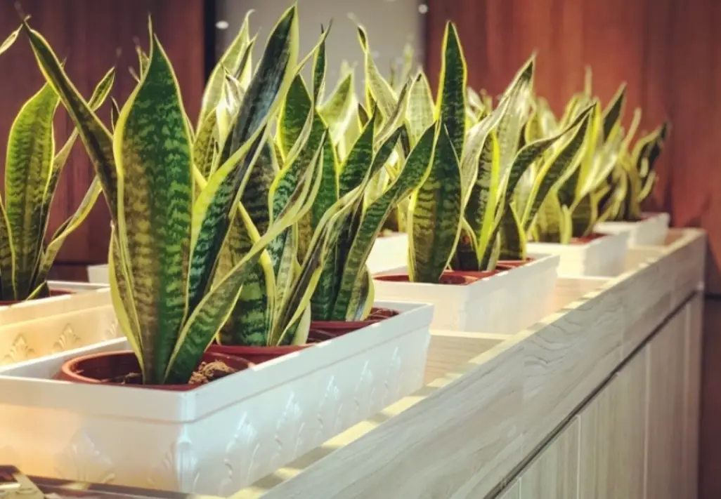 耐陰耐乾植物推薦：10種室內陰暗角落必備懶人植物