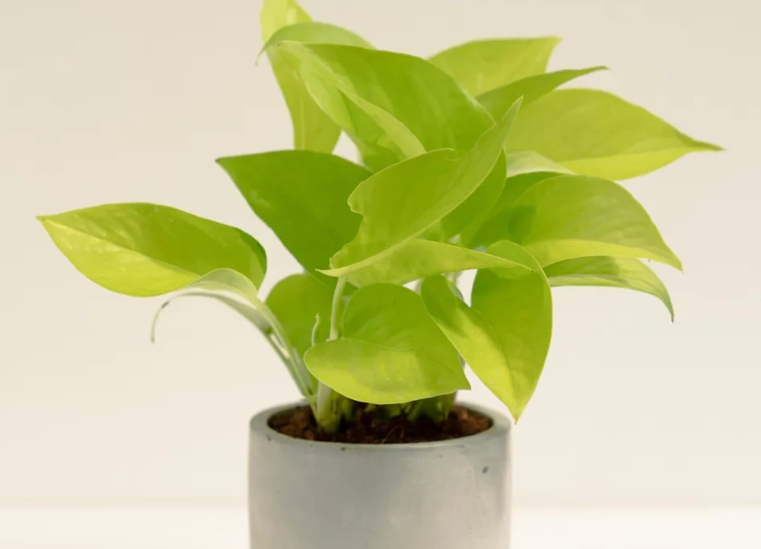 黃金葛汁判決書詳解：居家植物安全與法律責任的關鍵案例