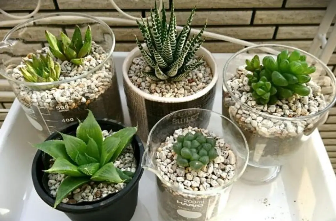 多肉植物 照顧 多肉植物 照顧