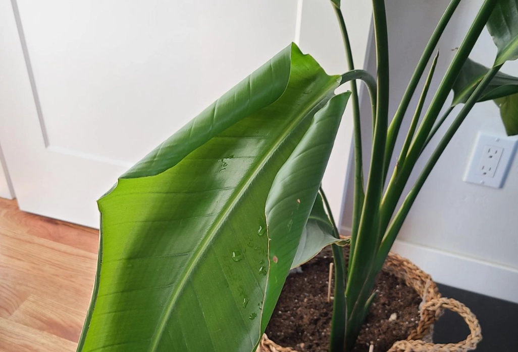 天堂鳥捲葉原因與解決全指南：專家養護技巧讓葉子恢復健康