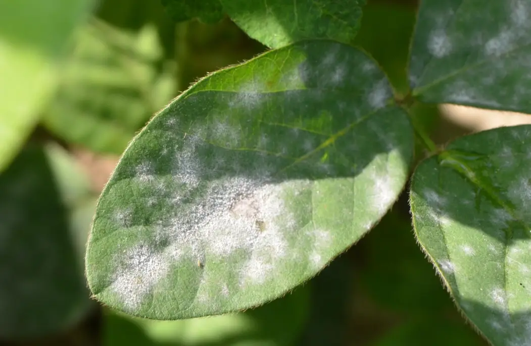 小蘇打 白粉病 比例