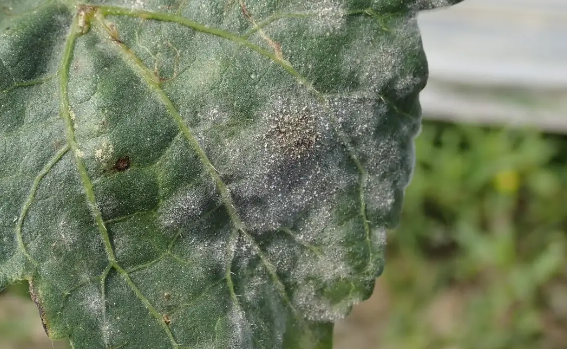 小蘇打 噴 植物 比例