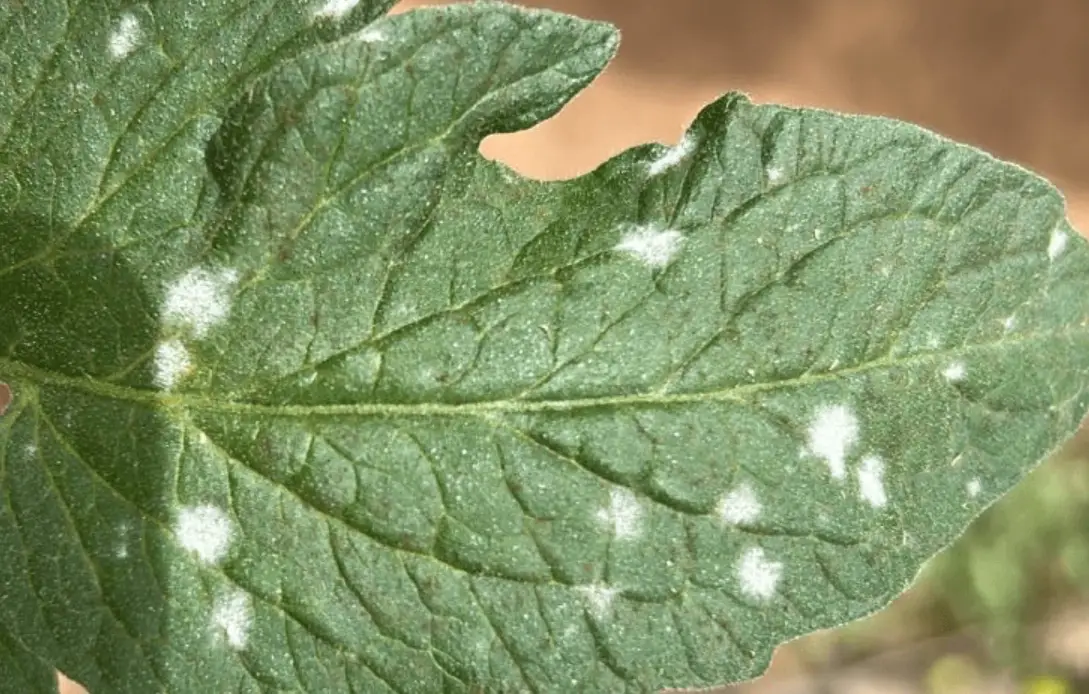 白粉病 小蘇打 水 比例