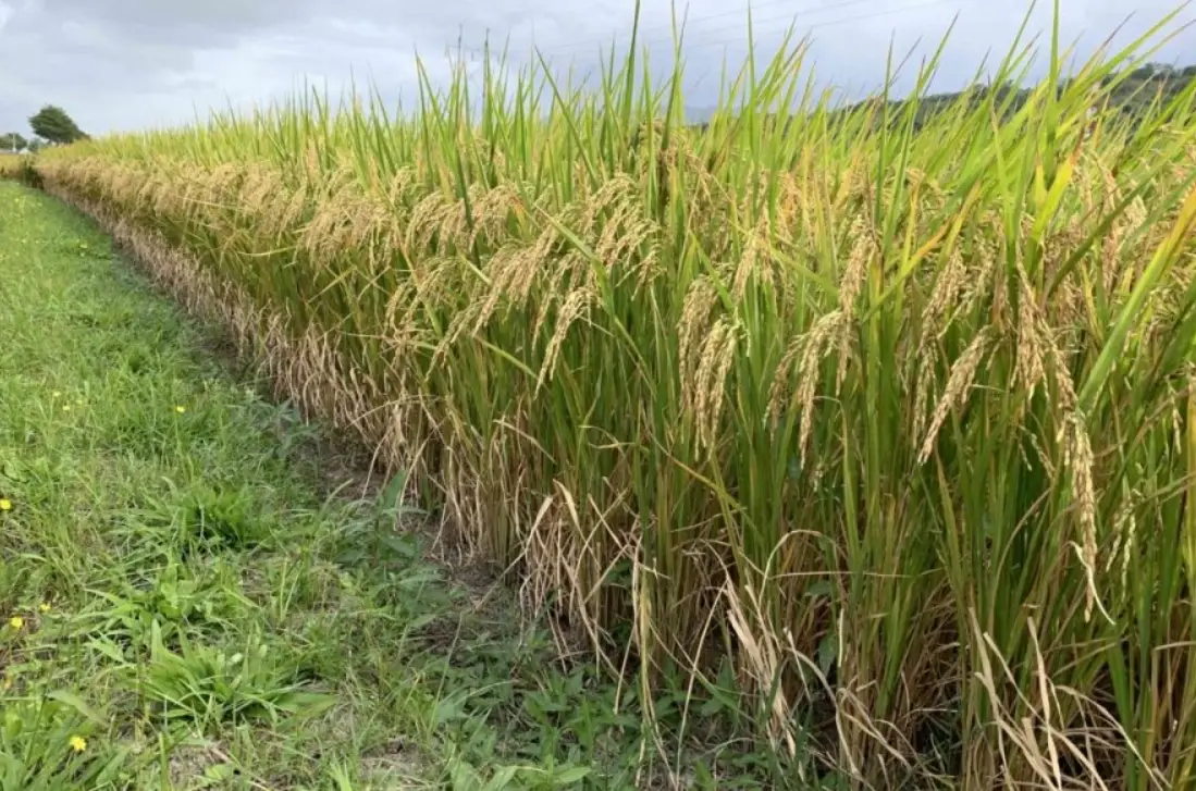 台灣水稻品種 台灣水稻品種