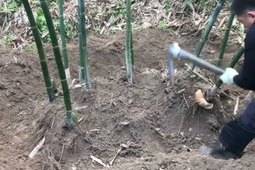 台灣種竹 台灣種竹