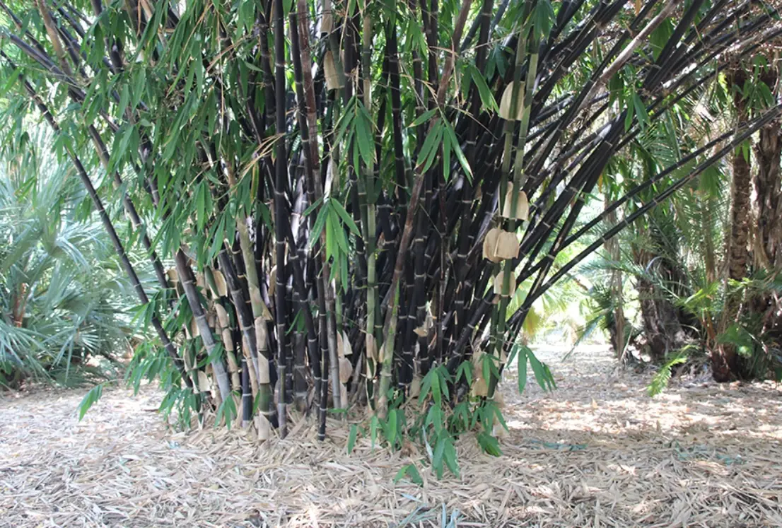 種竹完整指南：從選苗到養護的實用技巧與常見錯誤解析