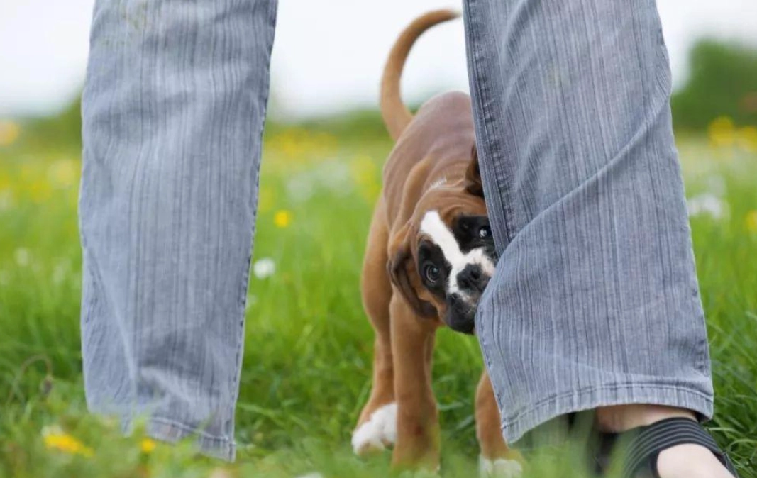夢到狗咬腳心理分析