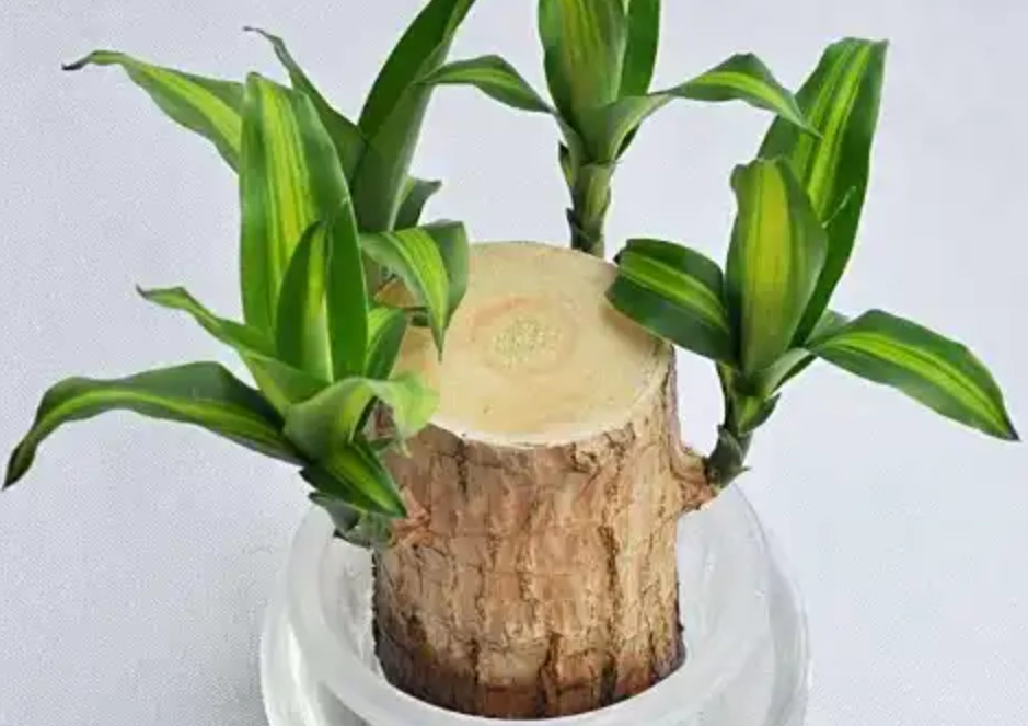 水培巴西木終極指南：從零開始到爆根爆芽的懶人養護法