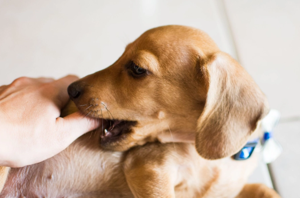 梦见被狗咬手代表什么？心理学深度解析与应对指南