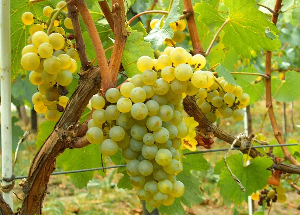 葡萄如何種才會生？完整栽種指南與三大關鍵技巧