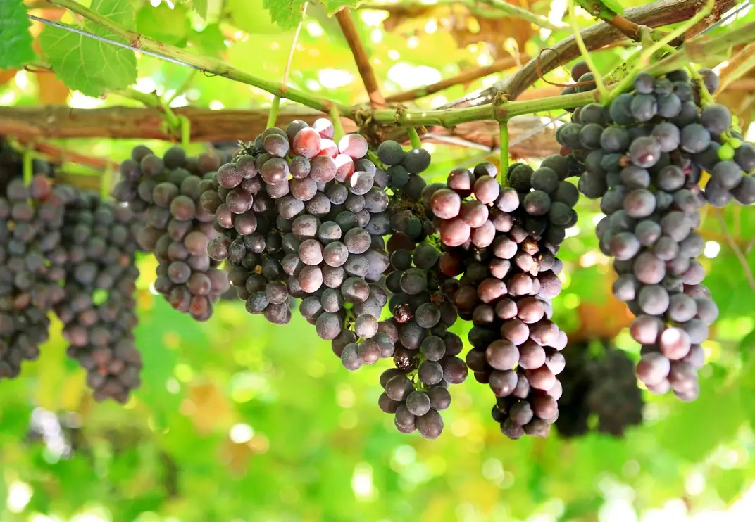 葡萄種植方法 葡萄種植方法