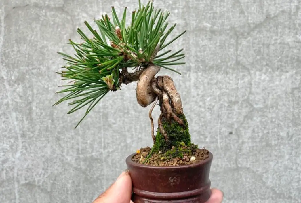 黑松施肥方法 黑松施肥方法