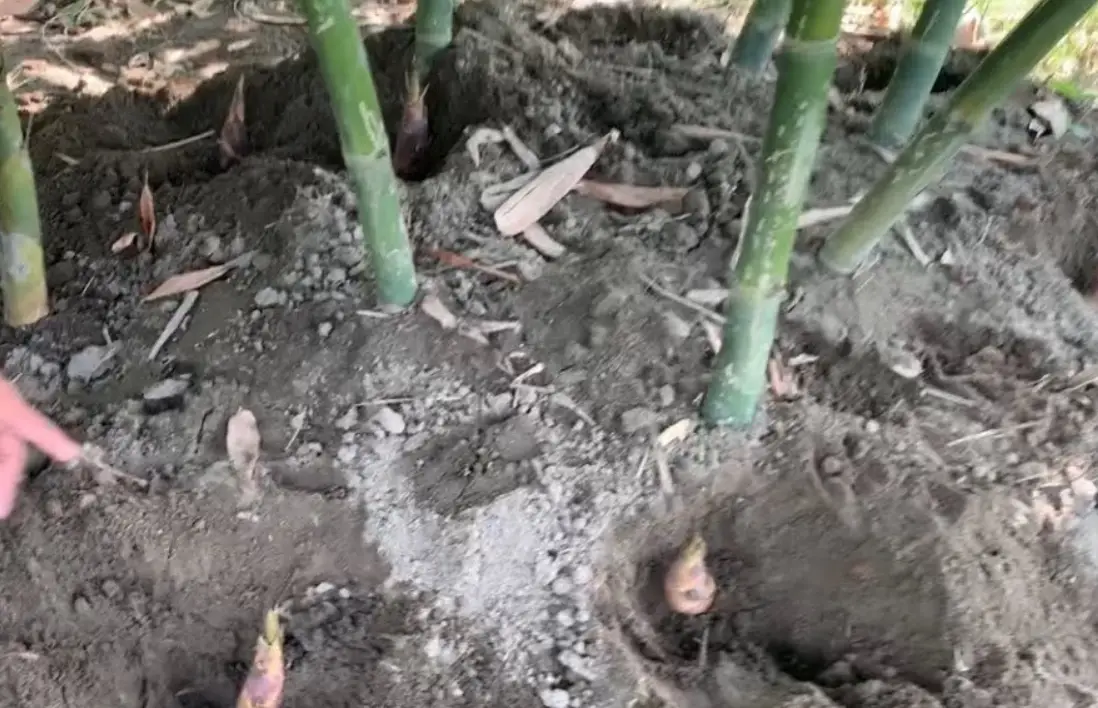 竹子種植 竹子種植