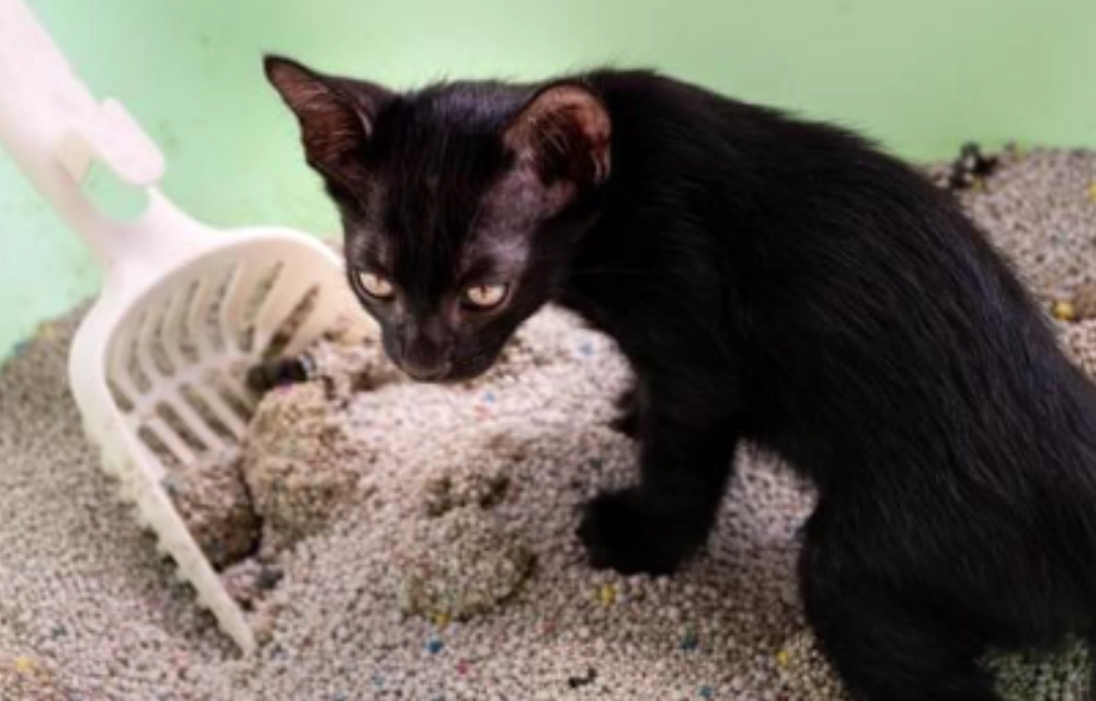 貓咪不能吃的食物 貓咪不能吃的食物