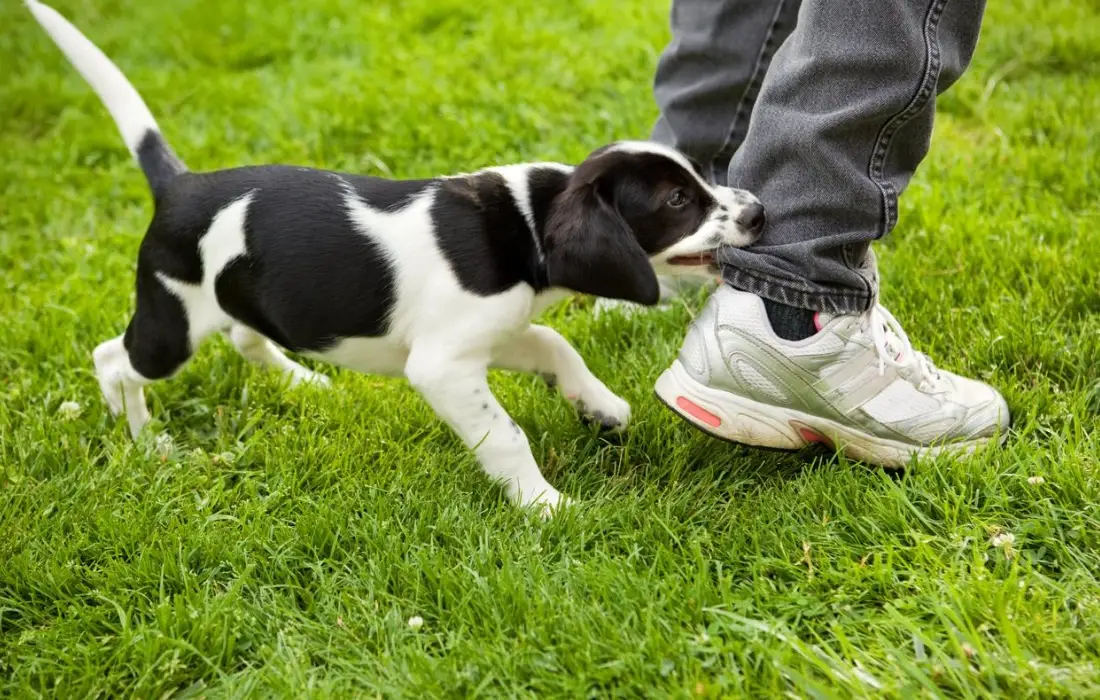 夢到被狗咬腳解夢