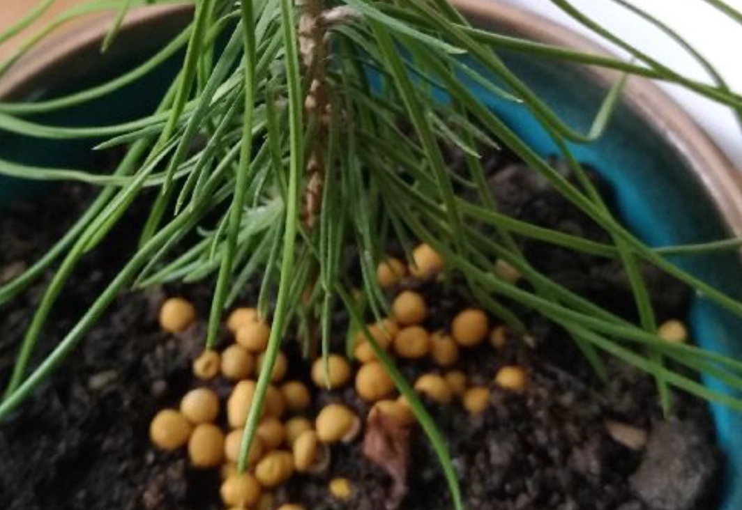 黑松施肥方法 黑松施肥方法