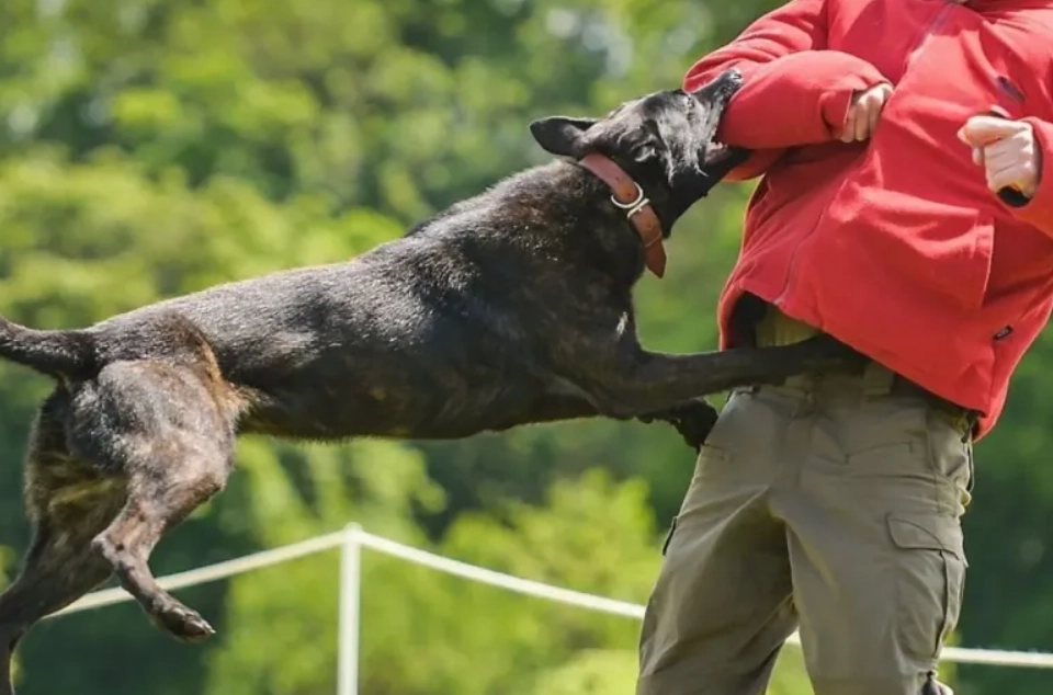 夢到被狗咬 流血 解夢