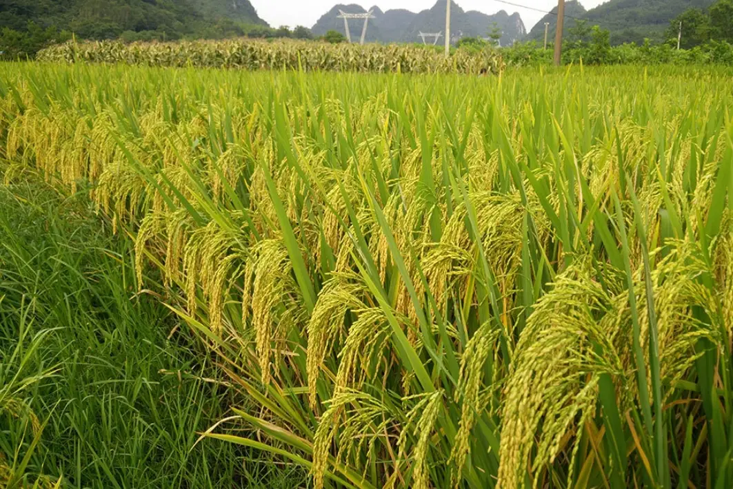 從種子到收穫：台灣水稻生育期的完整指南與管理實務