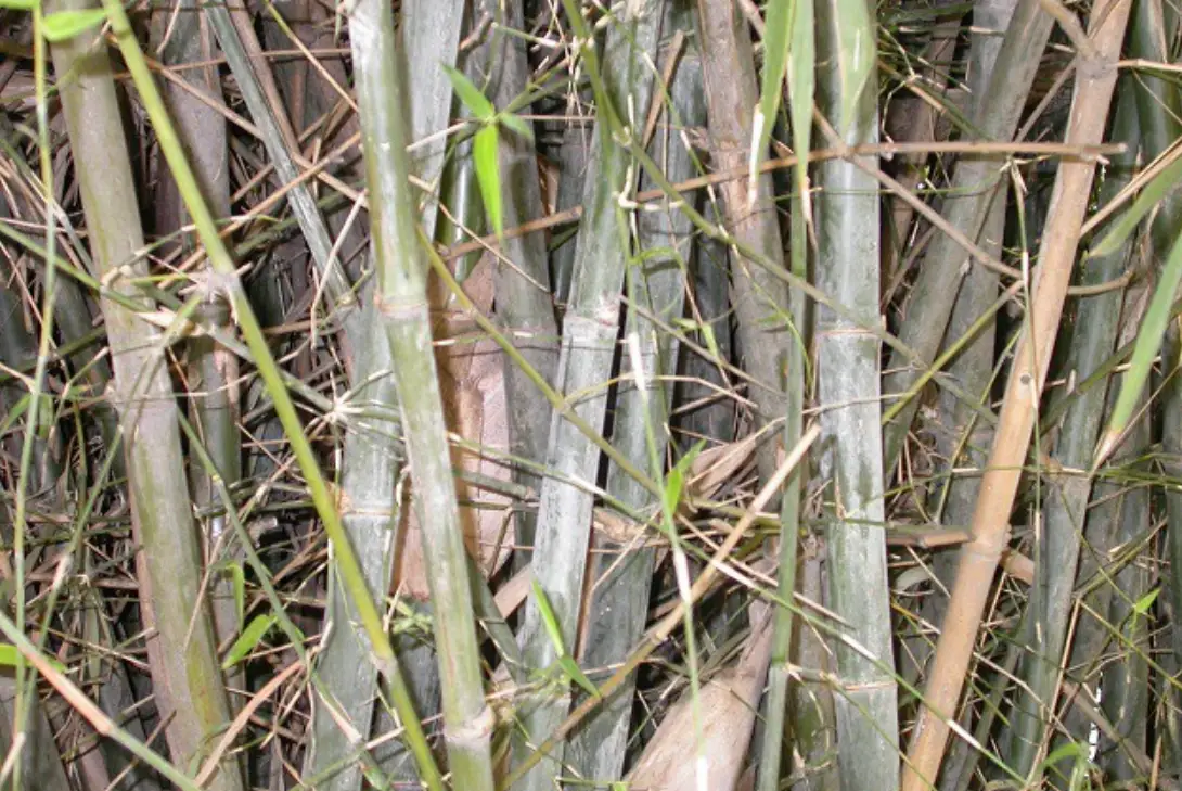 竹子栽培技巧 竹子栽培技巧