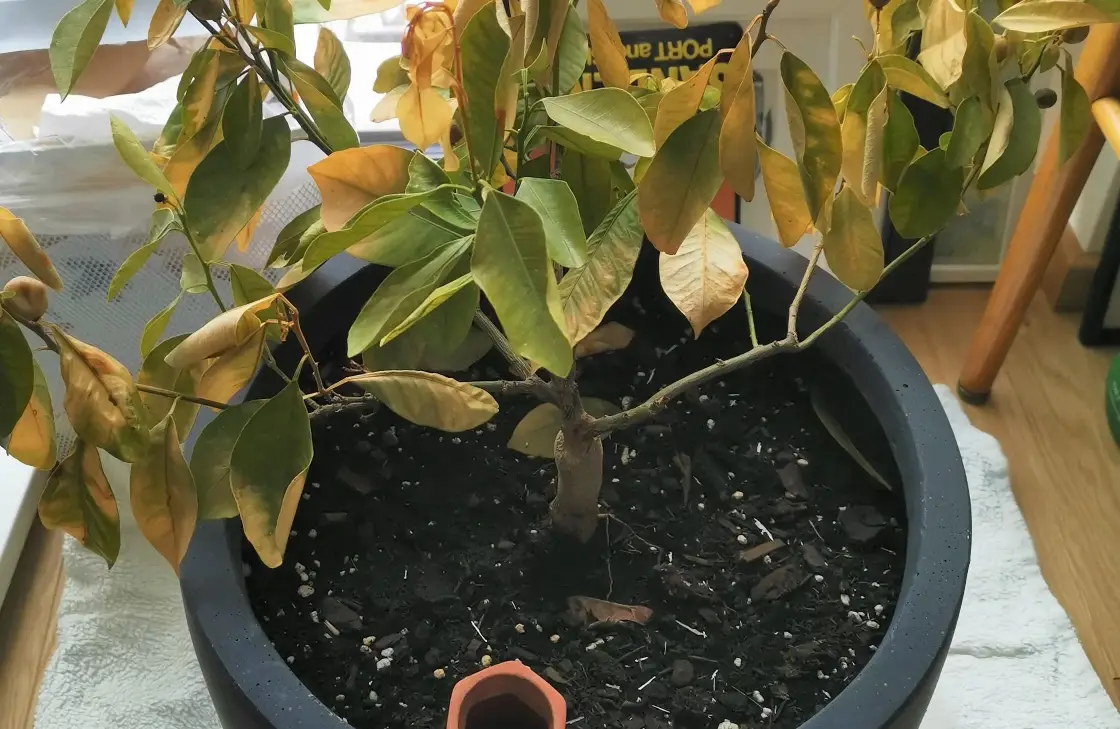 金桔樹病害防治